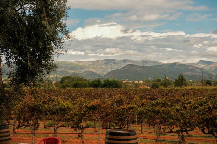 Predeo vinogorja regiona