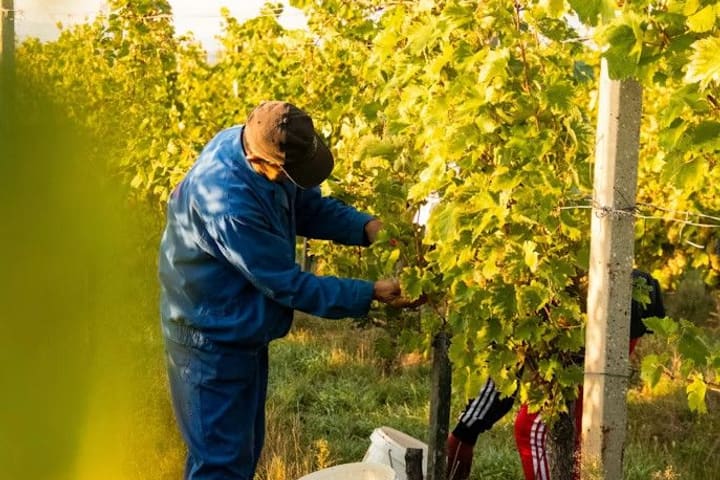 Berba u vinogradu